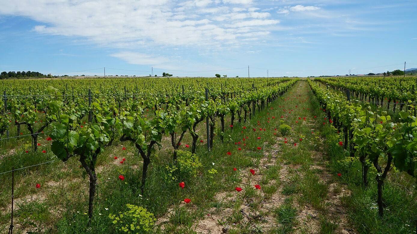 agricultura-ecologica|agricultura-ecologica-Javier-Vázquez-Antequera|agricultura-ecologica-Isabel-Sánchez-Álvarez-